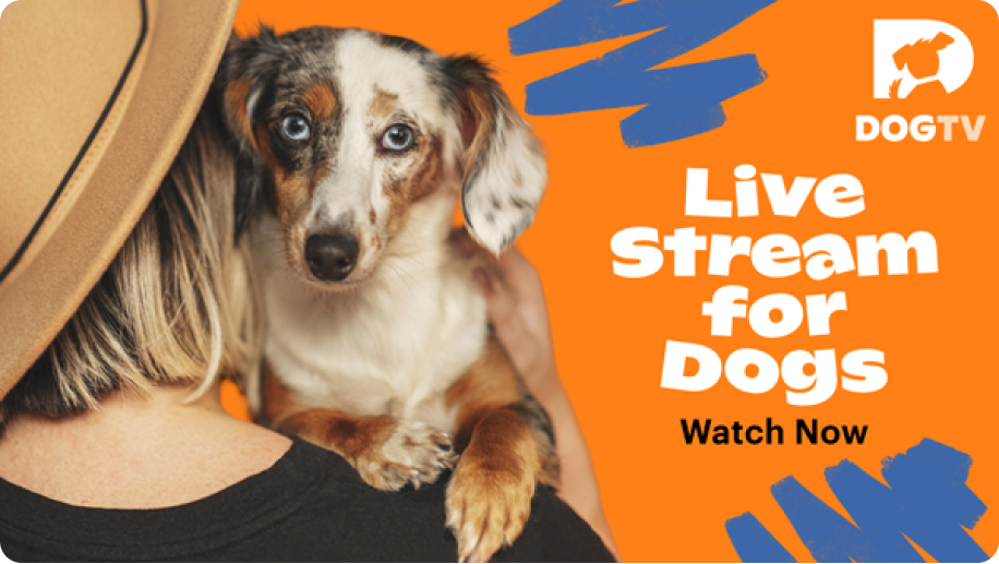 Live dog hot sale tv